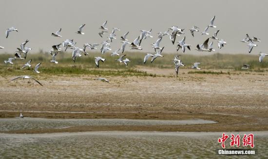 8月26日，新疆南部塔里木河中下游，尾闾台特玛湖附近，大批的水鸟在水面周边展翅飞翔。<a target='_blank' href='http://www.chinanews.com/'>中新社</a>记者 刘新 摄