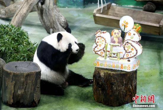 8月30日，一年一度的大熊猫团团圆圆生日派对在台北市立动物园如期举行。图为团团的“蛋糕”，其方形基座上有一匹冰马飞驰，被命名为“马到成功”。<a target='_blank' href='http://www.chinanews.com/'>中新社</a>记者 杨程晨 摄