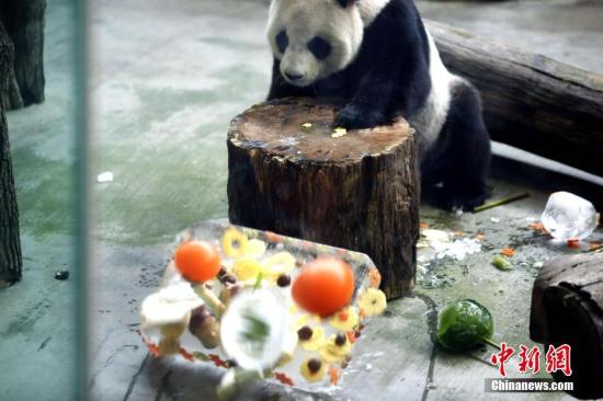 8月30日，一年一度的大熊猫团团圆圆生日派对在台北市立动物园如期举行。图为圆圆将其“蛋糕”推倒在地。<a target='_blank' href='http://www.chinanews.com/'>中新社</a>记者 杨程晨 摄