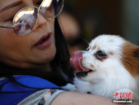 资料图：一名女士抱着自己的爱犬。中新社记者 刘关关 摄