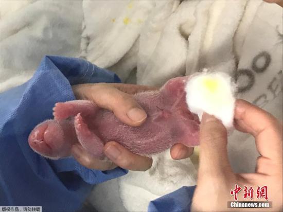 目前，中德双方育幼团队根据幼仔出生后的状况采取针对性措施，将2只幼仔分别轮流放在育婴箱中和“梦梦”怀中，实时监测各项指标。文字来源：中国网