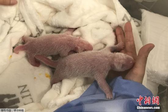 当地时间2019年9月2日，德国柏林动物园提供的照片显示，中国成都旅德大熊猫“梦梦”（6岁）产下的一对双胞胎熊猫幼仔亮相。据悉，这是中德大熊猫国际合作历史上首次迎来大熊猫新生幼仔。文字来源：中国网
