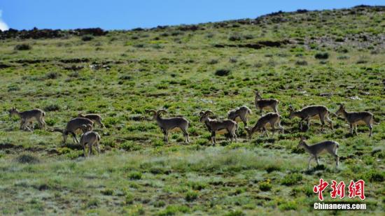资料图：多只藏原羚和岩羊在西藏山南羊卓雍错湖畔觅食。中新社记者 江飞波 摄