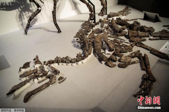 北海道大学领导的研究团队分析几百块7200万年前的骨骼后论定，这是鸭嘴龙科的一个新种恐龙骸骨，属草食性动物，生存在白垩纪晚期。