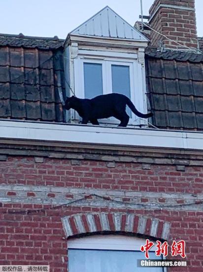 当地时间9月19日，法国阿门提埃尔市当地消防队救下了一只在屋顶的游荡的黑豹。这只黑豹可能是私人非法购买获得的。