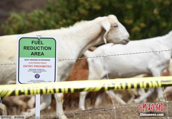 资料图：由于森林大火多发季节来临，美国加州让山羊在山坡上吃草，清除可助燃的干枯灌木丛和植被。