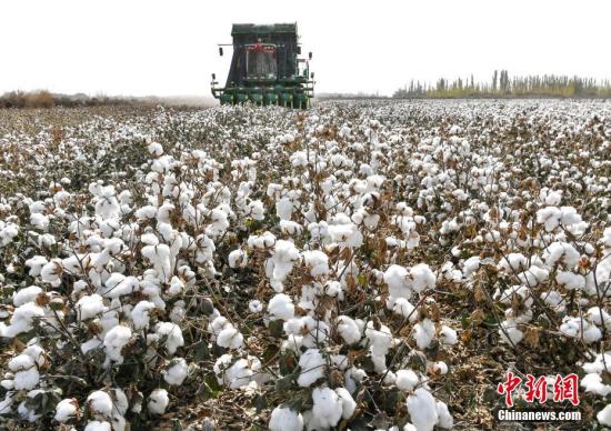 资料图：大型采棉机正在进行机械化采摘。/p中新社记者 刘新 摄