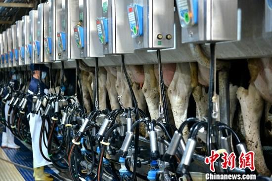 宁夏奶牛生产性能测定（DHI）场平均单产突破10吨