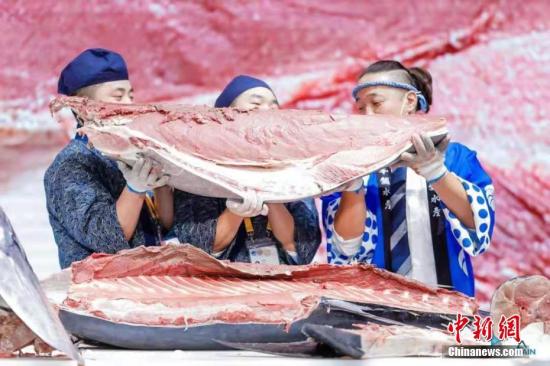 250公斤重蓝鳍金枪鱼亮相第二届进博会。图/芊烨