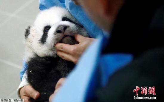 当地时间11月7日，比利时布吕热莱特的天堂动物园里，今年8月份出生的一对双胞胎大熊猫宝宝亮相。