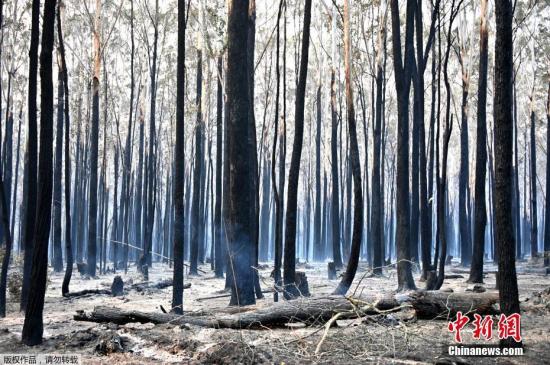 延烧的林火已影响近1000公里范围的土地，学校和至少150所房屋遭火舌吞噬，当局紧急疏散了拘留所和老人院的人员。澳大利亚总理莫里森表示，灾情“令人十分担忧”，并表示如有必要将出动军队支援在火点与火神搏斗的1300多名消防员。