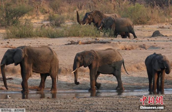 津巴布韦国家公园暨野生动物管理局发言人法拉沃表示：“我们正迁移600头大象、包括5至10头狮子的两个狮群、一群非洲猎犬、50头水牛、40头长颈鹿及2000头黑斑羚。”图为象群在栖息地的水坑里补充水分。