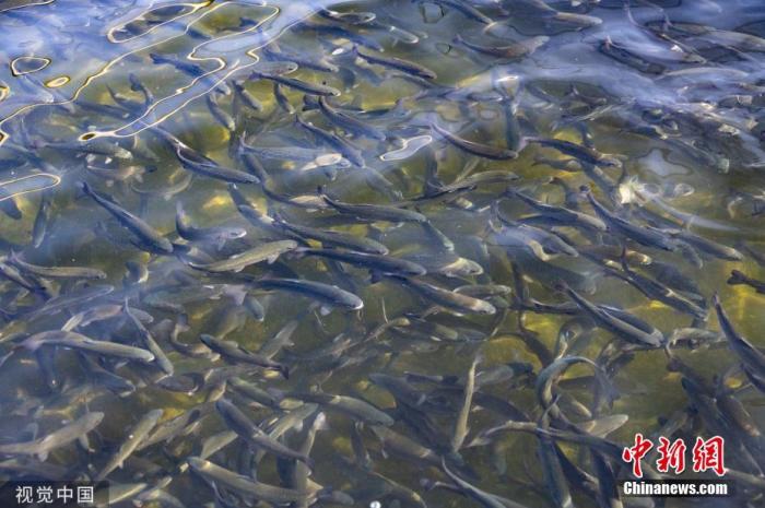 当地时间2019年11月17日，美国加州萨克拉门托，实拍洄游产卵的鲑鱼。 图片来源：视觉中国