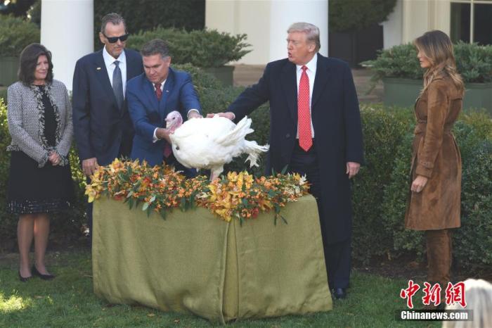 当地时间11月26日，美国总统特朗普在白宫玫瑰园举行仪式，“赦免”2019年感恩节幸运火鸡“黄油”(Butter)。“黄油”和另一只同样来自北卡罗来纳州的雄性火鸡“面包”(Bread)，成为今年获得总统赦免的幸运火鸡。它们将被送到弗吉尼亚理工大学饲养并与公众见面。<a target='_blank' href='http://www.chinanews.com/'>中新社</a>记者 陈孟统 摄