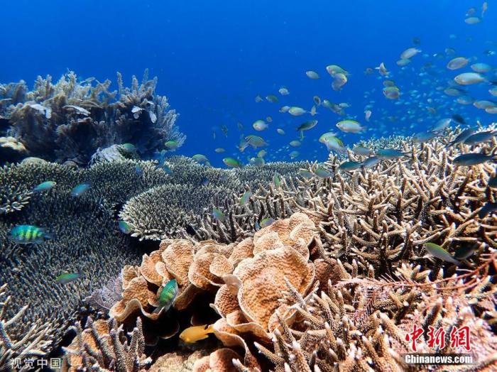 资料图：近年来，大堡礁受到气候变化影响，珊瑚白化的问题日益严重。