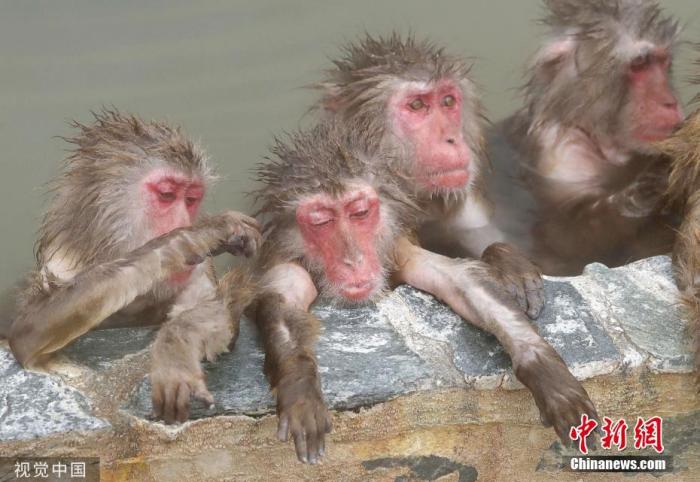 资料图：当地时间2019年12月1日，日本北海道，一群猴子在当地公园泡澡。