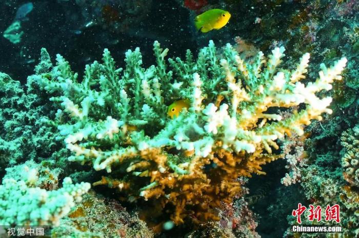 12月2日(具体拍摄时间不详)，澳大利亚，科学家在珊瑚礁上安装水下扬声器。据称，水下扬声器可以通过播放健康珊瑚的声音，使它们对幼鱼更具吸引力，从而使被破坏的珊瑚恢复活力。近年来，大堡礁受到气候变化影响，珊瑚白化的问题日益严重。健康的珊瑚礁内充满了多样化的生命，这反映在它们发出到周围水域的水下声音和其他提示中。相比之下，白化珊瑚礁是个安静的地方。珊瑚依靠吸引各种各样的鱼类来维持健康的生态系统。这些海洋“居民”通过执行一系列“管家”职责(例如清洁和清理死去的珊瑚礁)来照料自己的珊瑚，这又为新的生长提供了空间。