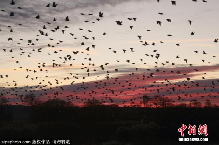 资料图：当地时间2019年12月4日，4万多只迁徙的欧椋鸟降落在英国萨默塞特郡。图片来源：Sipaphoto 版权作品 禁止转载