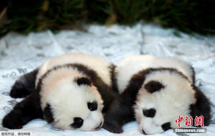 当地时间12月9日，大熊猫双胞胎幼崽命名仪式在德国柏林动物园举办。双胞胎大熊猫获名“梦圆”和“梦想”。据悉，中国旅德大熊猫“梦梦”和“娇庆”于8月31日生下这对双胞胎大熊猫。