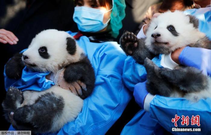 当地时间12月9日，德国柏林动物园新生大熊猫双胞胎“梦圆”和“梦想”亮相。