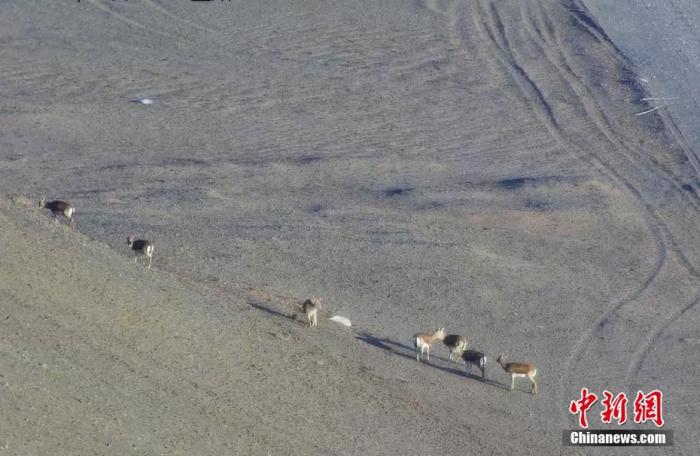 资料图：甘肃敦煌西湖国家级自然保护区内，鹅喉羚在觅食。图/文 高鹏 王耀