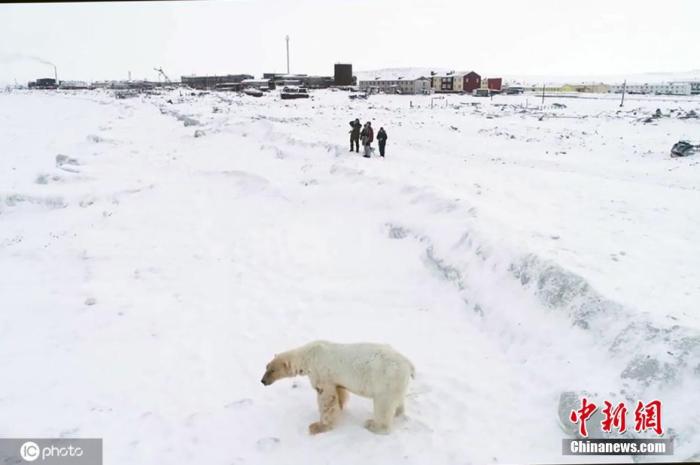 2019年12月9日，全球气候暖化对生态影响加剧，俄罗斯北部楚科奇自治区雷尔凯皮村附近出现60多只北极熊。