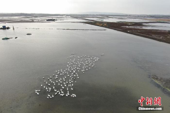 资料图：候鸟在水面上栖息。 <a target='_blank' href='http://www.chinanews.com/'>中新社</a>记者 泱波 摄