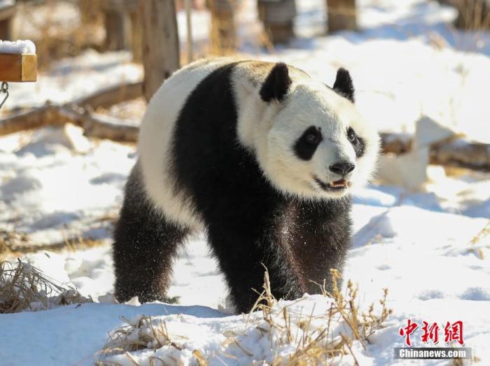 沈阳森林动物园的大熊猫在雪地里玩耍。于海洋 摄