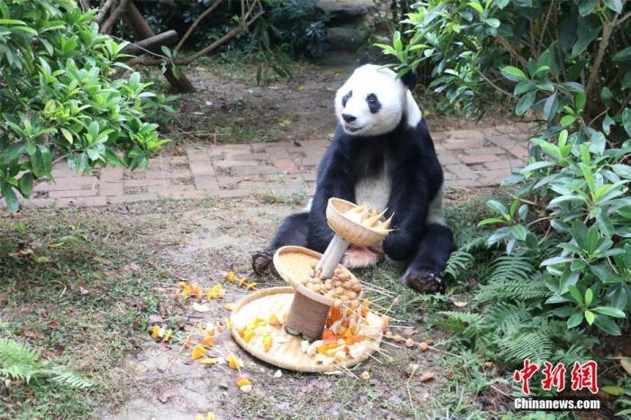 12月23日，海归大熊猫明浜正在广西柳州市动物园里美滋滋地“撸串”，享受着特制“串串”“火锅”生日大餐。林馨 摄