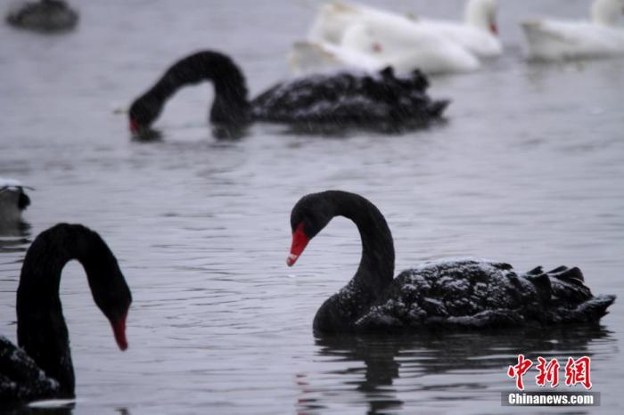 北京圆明园黑天鹅感染禽流感 海淀区：已有效控制
