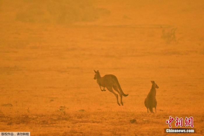 当地时间1月4日，澳大利亚Cooma，两只袋鼠在浓烟弥漫的田野上跳跃。