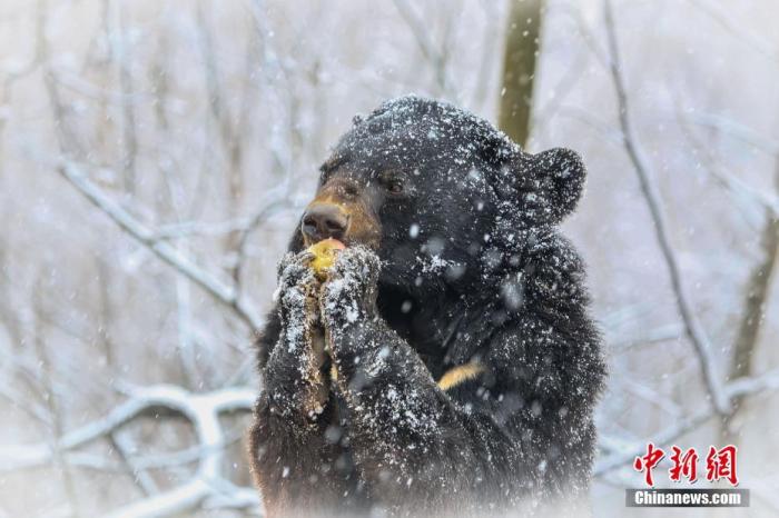 资料图：小黑熊吃水果。宫玥雯 摄