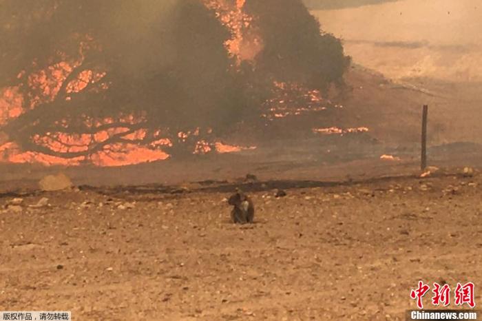 一只考拉站在田野中，背景是熊熊燃烧的丛林大火。