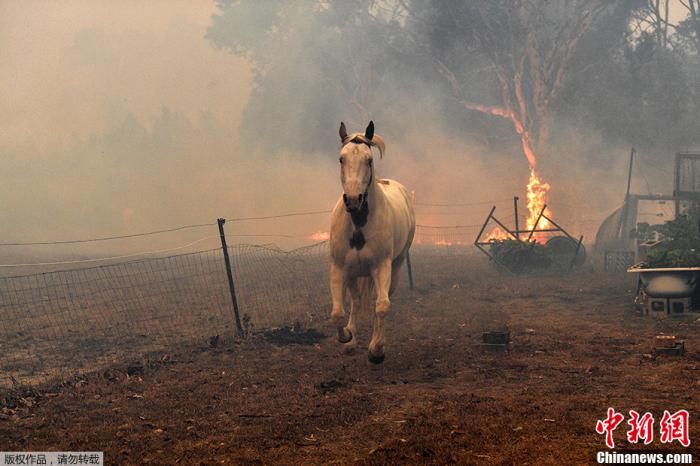 澳大利亚新南威尔士州诺瓦镇附近，丛林大火来临时，一匹马试图逃离住宅。