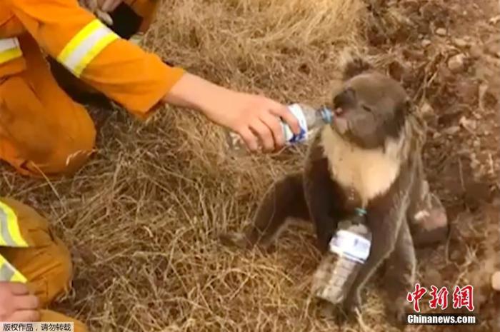 澳洲一位消防员被拍到正在给干渴的考拉喂水喝。