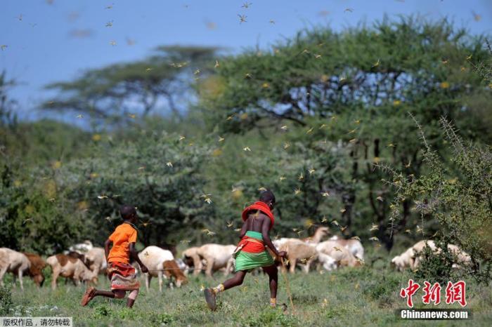资料图：2020年，25年来最严重的蝗灾袭击东非，对肯尼亚、埃塞俄比亚和索马里等国的粮食安全和经济发展都构成了前所未有的威胁。