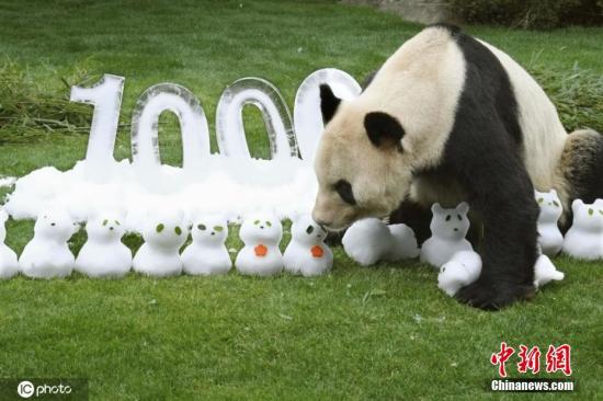 资料图：旅日大熊猫“永明”