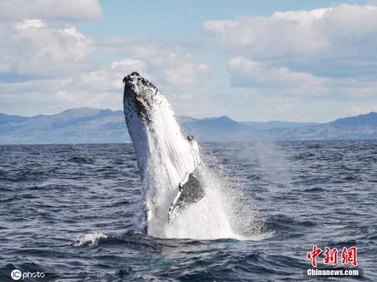 2020年2月18日报道（具体拍摄时间不详），在新西兰南岛凯库拉海岸，一名游客幸运地捕捉到一头巨型座头鲸在出水表演的神奇时刻。英国姑娘 Rebecca Kelsall 正在新西兰各地一边打工一边旅行，有一天她和同事乘观鲸船巡航，竟然碰到一头鲸鱼“戏精”。这家伙很表演欲，它经过 Rebecca 的那艘船时，傲娇地变换着动作炫技，但似乎发现没几个观众，于是沮丧地向回到了海底，等待下次华丽登场的机会。
