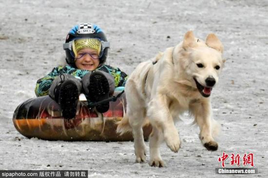 资料图：俄罗斯狗拉雪橇比赛，参赛狗狗既矫健又蠢萌。图片来源：Sipaphoto版权作品 禁止转载