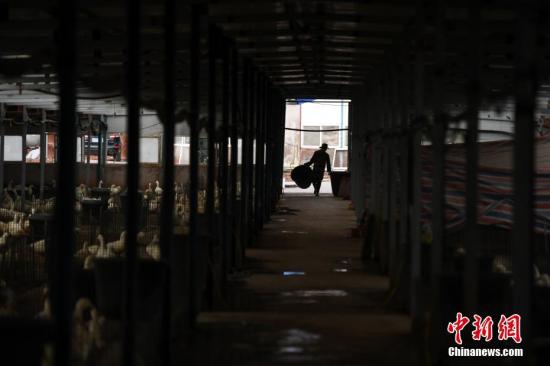 3月3日，一名工人将饲料运到养殖场。<a target='_blank' href='http://www.chinanews.com/'>中新社</a>记者 康平 摄