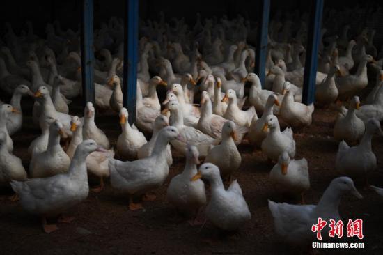 资料图：一养殖场内的种鸭。中新社记者 康平 摄