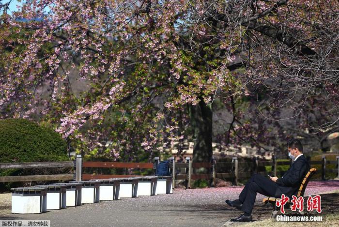 当地时间3月11日，位于日本东京的新宿御苑国家公园樱花盛开，民众戴口罩享受春季美景。