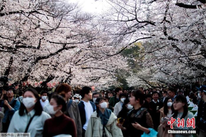 当地时间2020年3月22日，日本东京上野公园樱花绽放，吸引不少游人在樱花林间漫步、野餐。