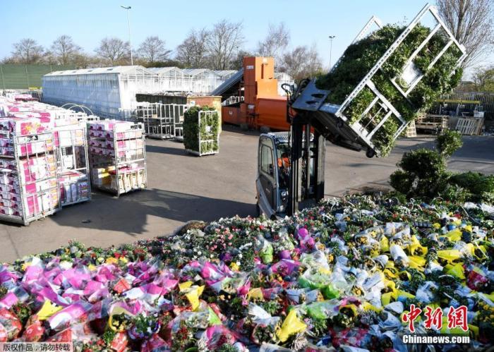 由于受到新冠肺炎疫情的影响，荷兰全国花卉市场遭遇重大危机，多余的鲜花无法出售，他们将这些花提供给荷兰莱德斯丹的HMC Antoniushove医院。