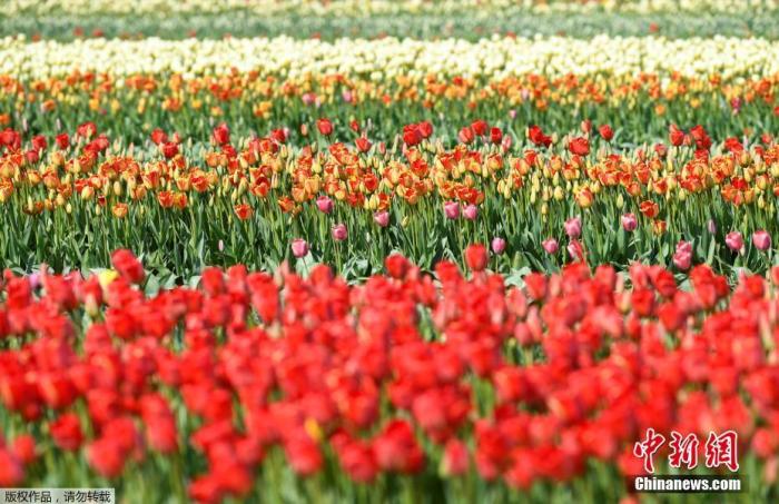 当地时间3月27日，荷兰利塞的郁金香迎来盛开季。