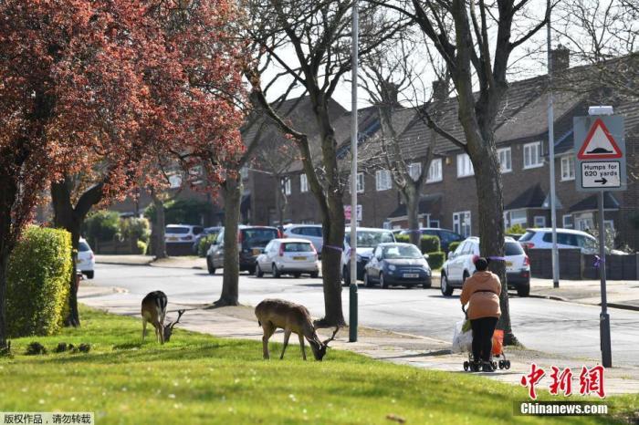当地时间4月4日，英国执行“社交疏离”措施期间，一名妇女经过一群在伦敦东部哈罗德山（Harold Hill）某住宅小区草坪上吃草的小鹿。