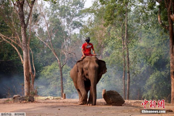 因受到新冠肺炎疫情影响，旅游热门地泰国变得冷清，由于没有游客光顾，在泰国不少从事“旅游行业”的大象迎来了休闲时光。