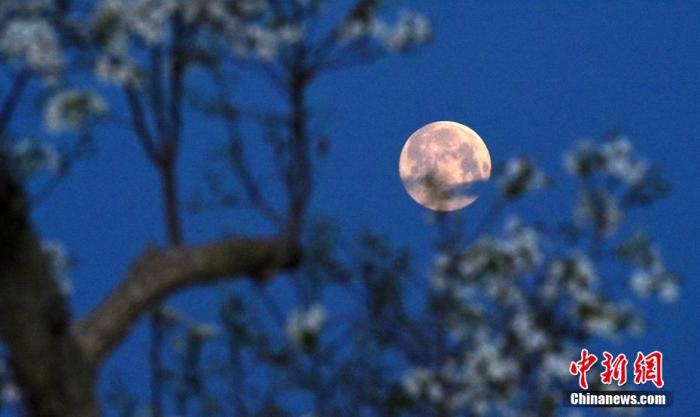 资料图：8日清晨，一轮“超级月亮”在新疆巴音郭楞蒙古自治州库尔勒市一处梨园后落下。 确·胡热 摄