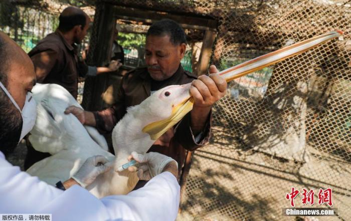 资料图：当地时间4月7日，埃及开罗郊区一家动物园因疫情关闭，动物园饲养员抱着鹈鹕，一名埃及兽医正在给它注射禽流感疫苗。