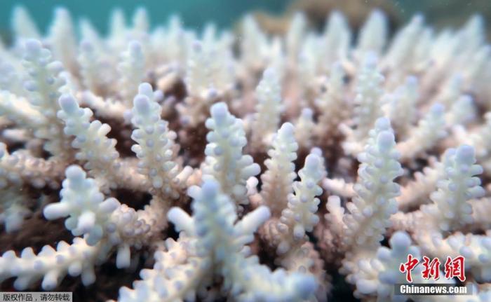 3月下旬，詹姆斯·库克大学卓越珊瑚礁研究中心主任特里·休斯教授在9天的时间里，从飞机上对1036个珊瑚礁进行了调查。同时，海岸公园管理局也派出了一名观察员。